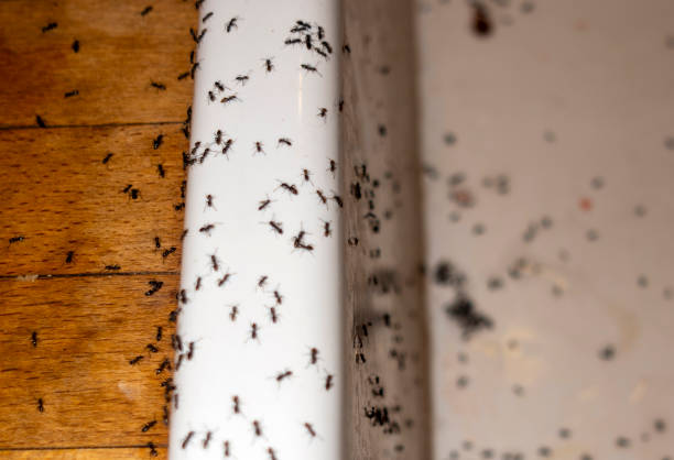 Best Affordable Pest Control Services  in Ancient Oaks, PA