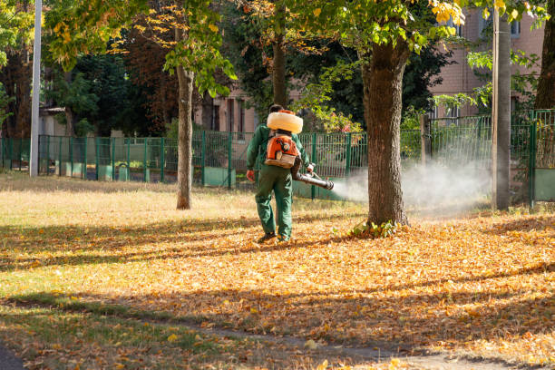 Insect Control in Ancient Oaks, PA